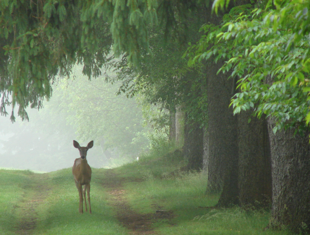 The Apparition
