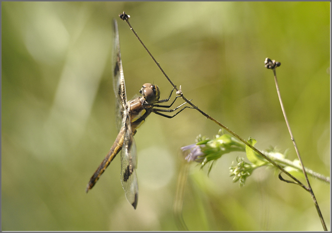 Aerialist