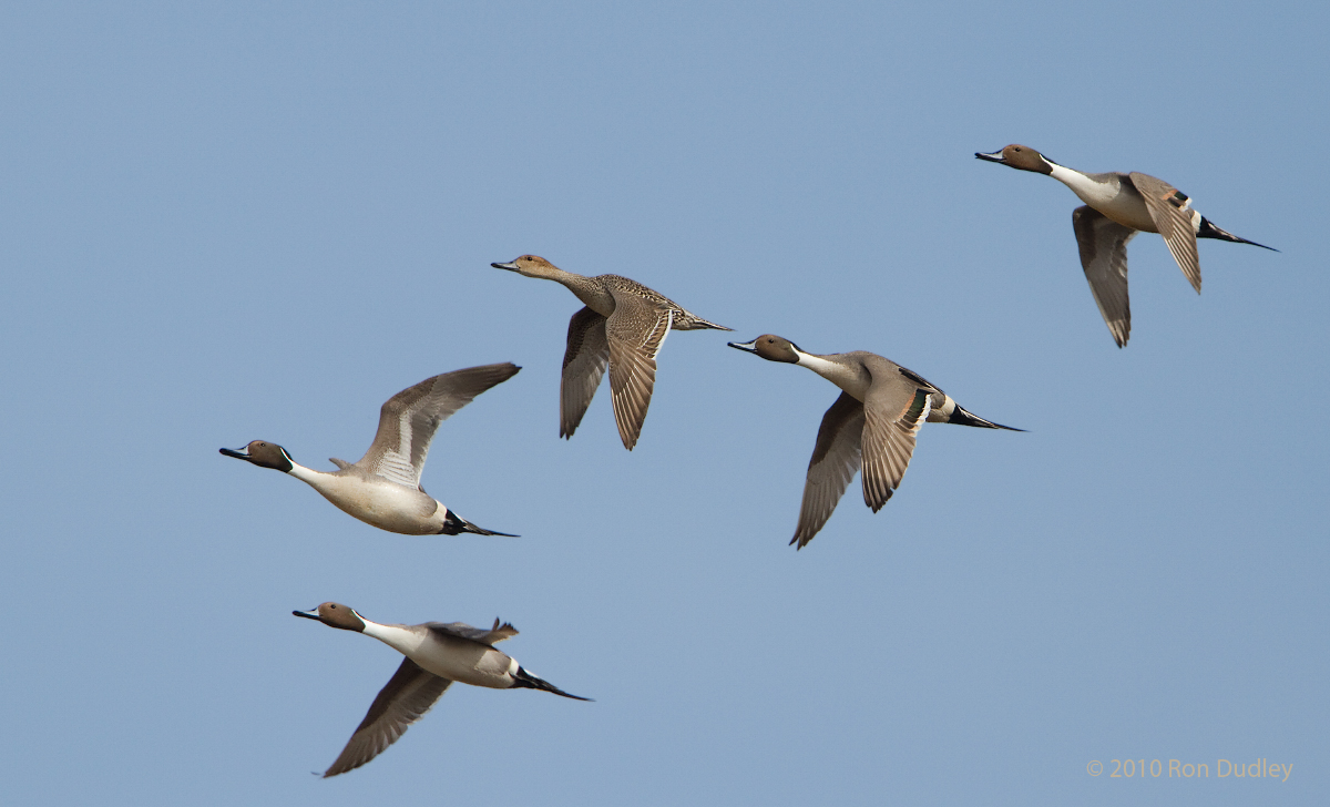 Northern Pintails