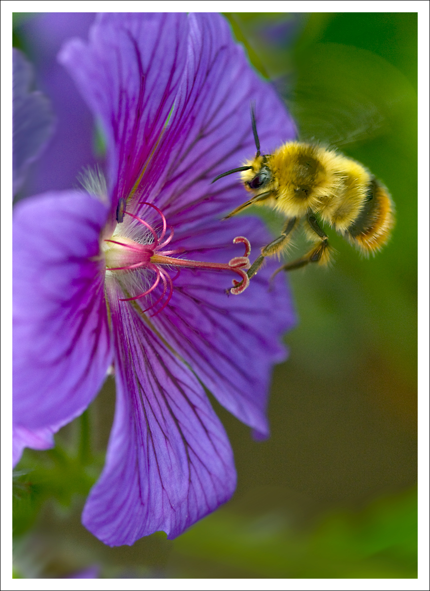 Geranium and Bee