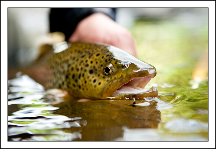 Ausable Brown