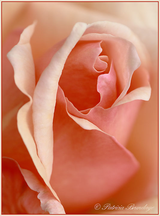 Rose Portrait