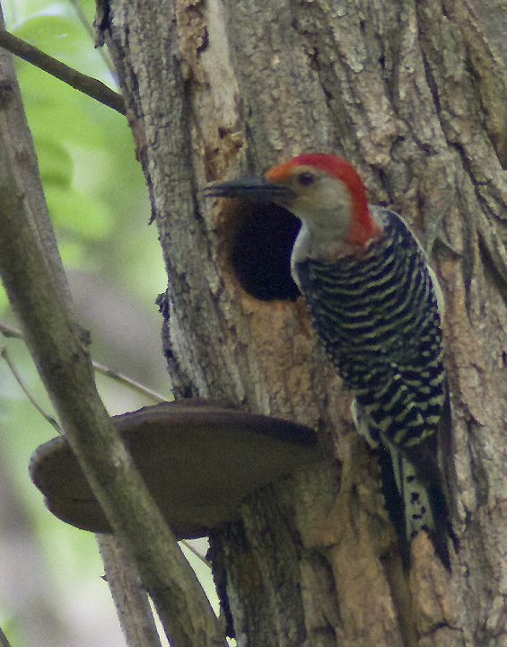 Woodpecker- ID help!!