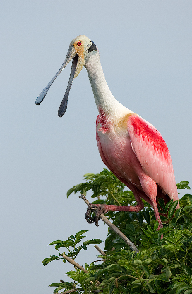 Roseate Spoonbill