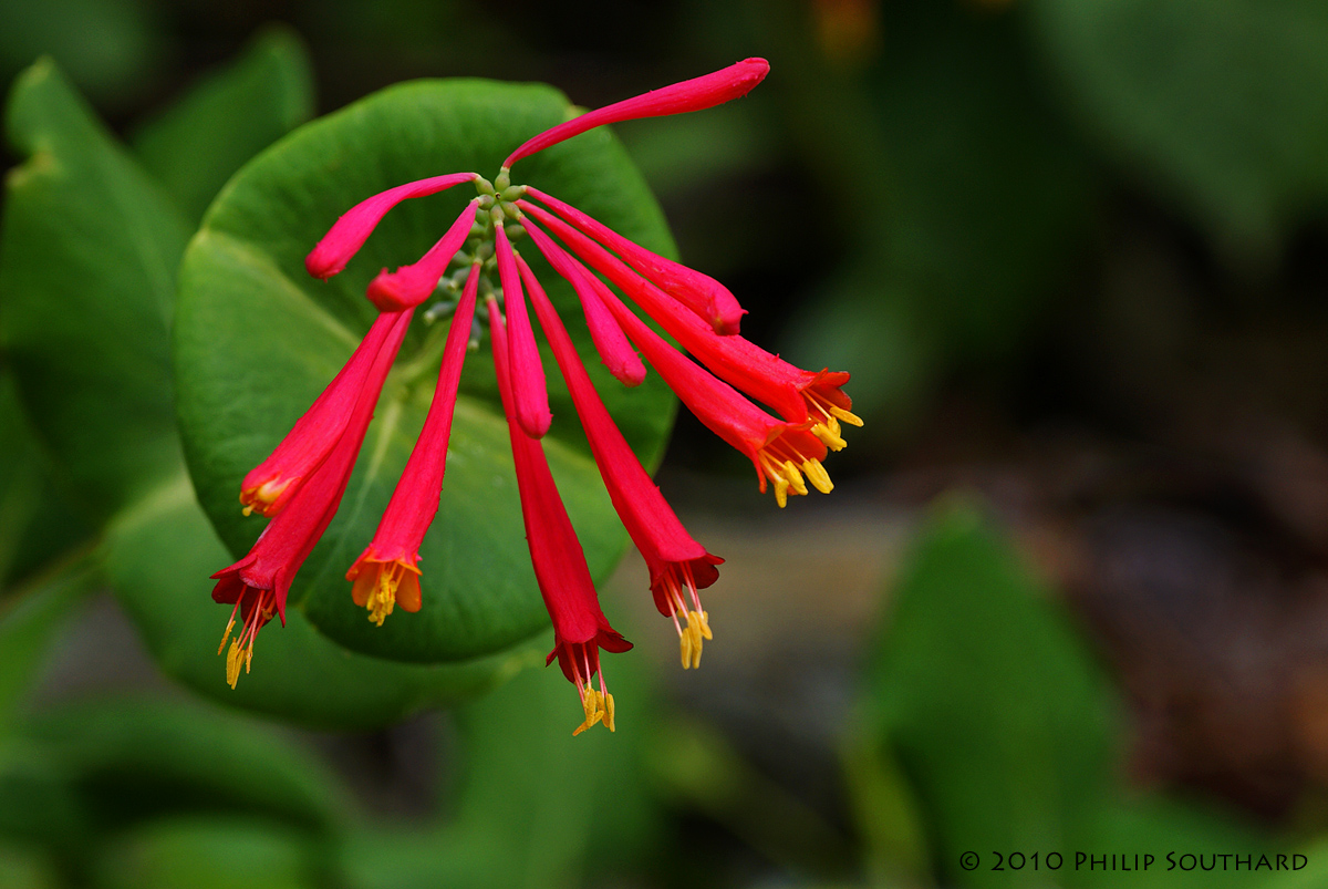 Trumpet Honeysuckle