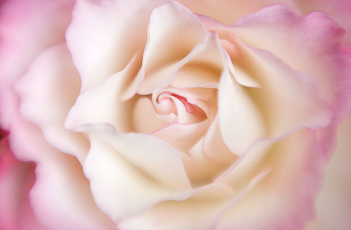 A Rose is a Rose