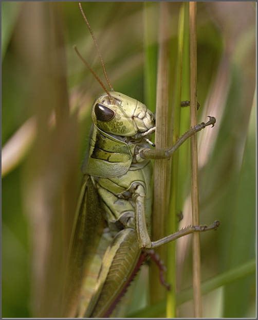 Nervous grasshopper #1