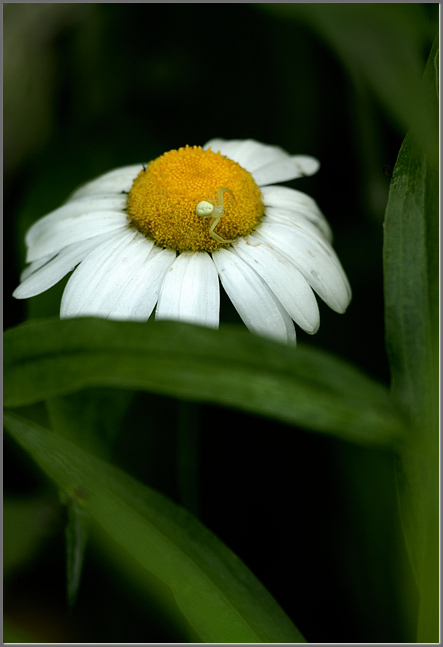 Partial eclipse