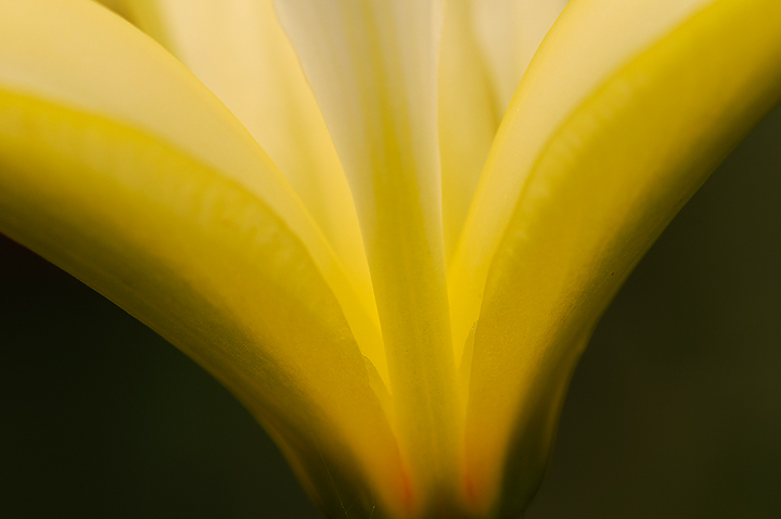Iris Luminescence
