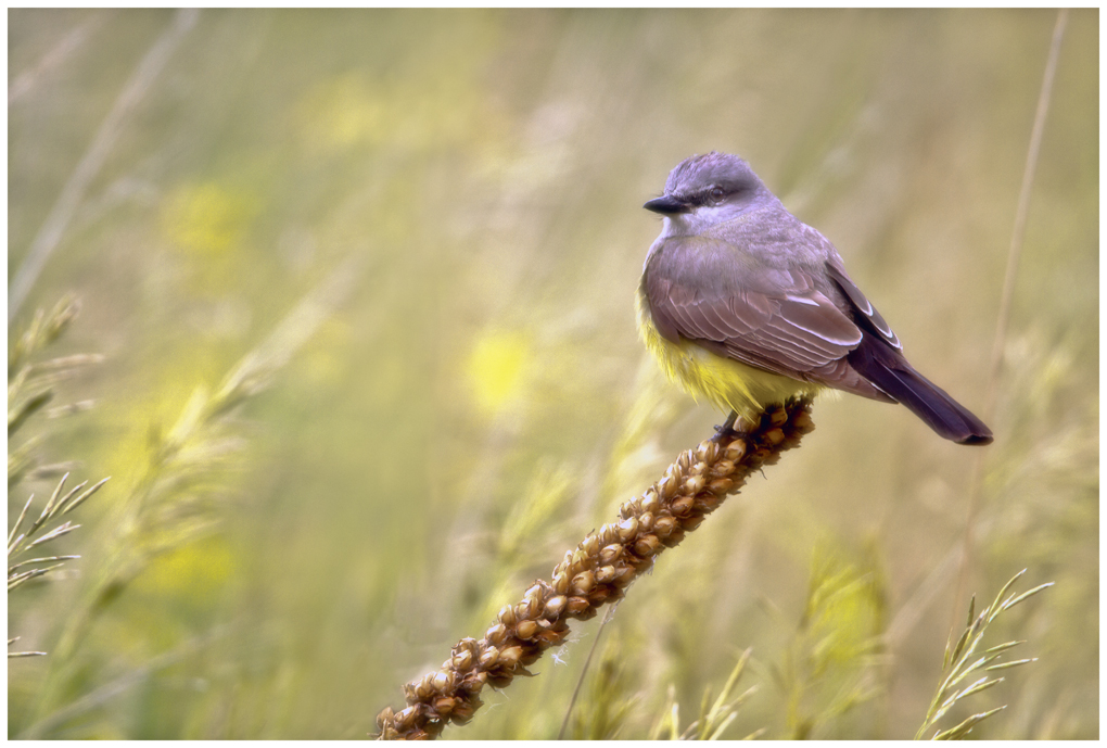 Kingbird on Mullein w repost