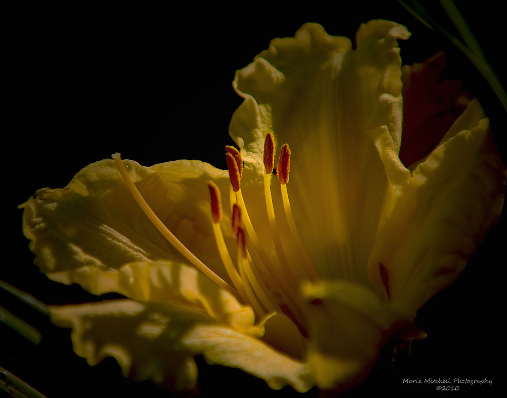 Tender Flora + Repost