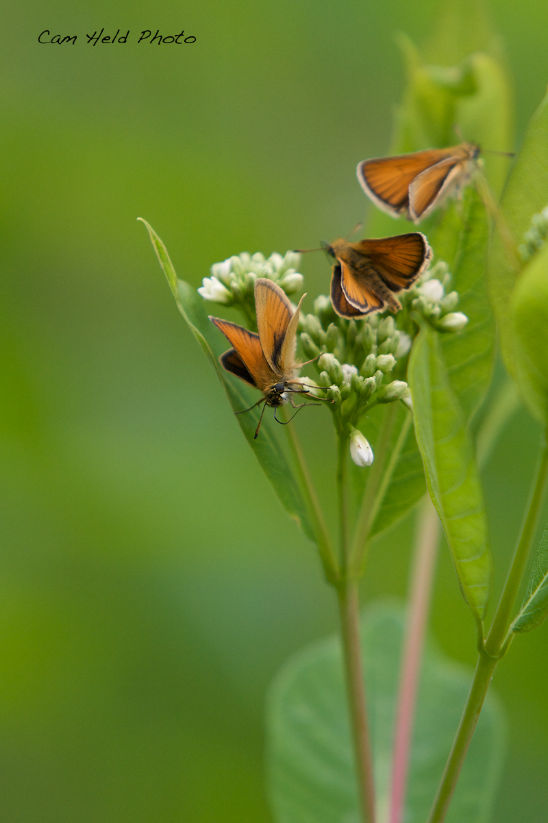 Butterfly Field