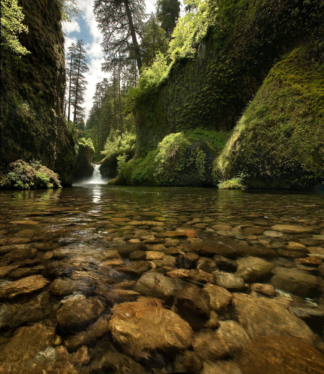 Dappled Light