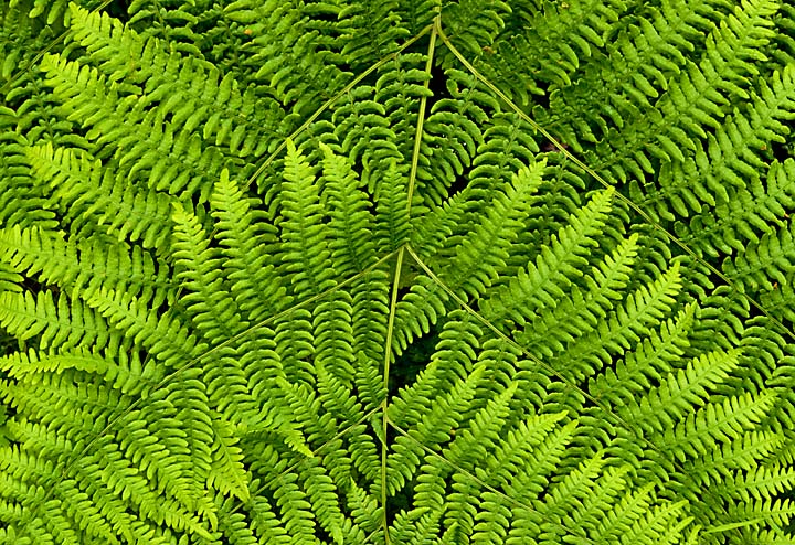 Bracken Fern
