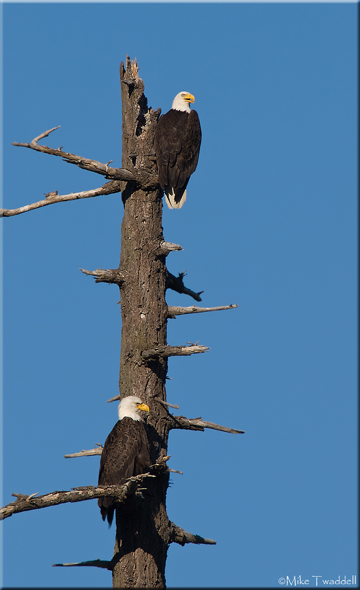 Bald Eagles
