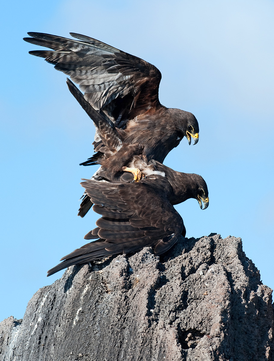 Galapagos Hawks Mating
