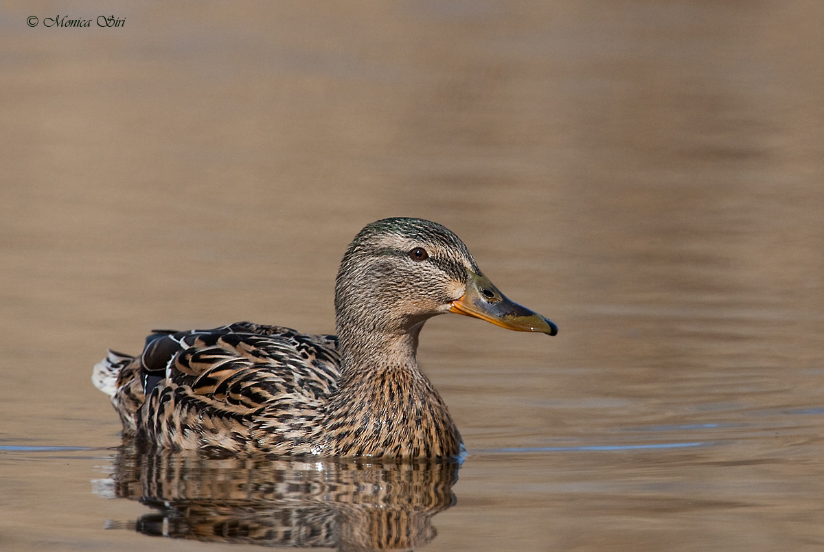 Mallard
