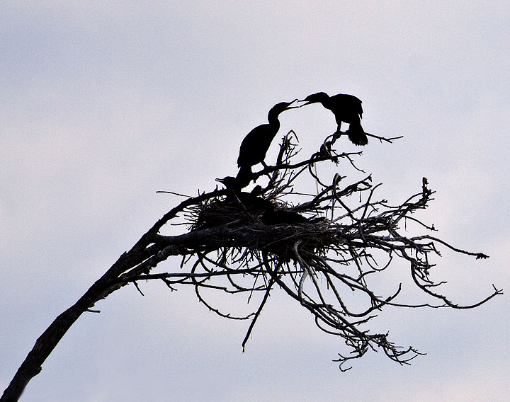 Nesting Family