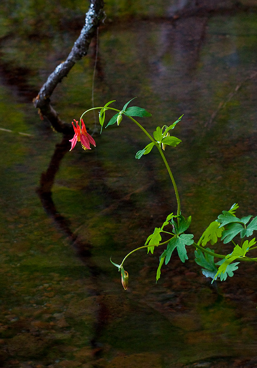 Sitka Columbine