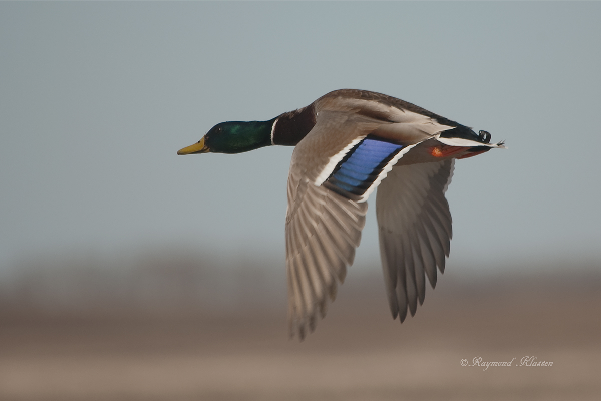 Mallard Drake