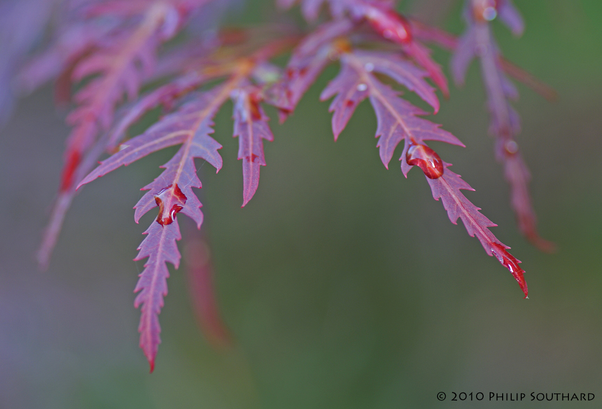 Japanese Maple