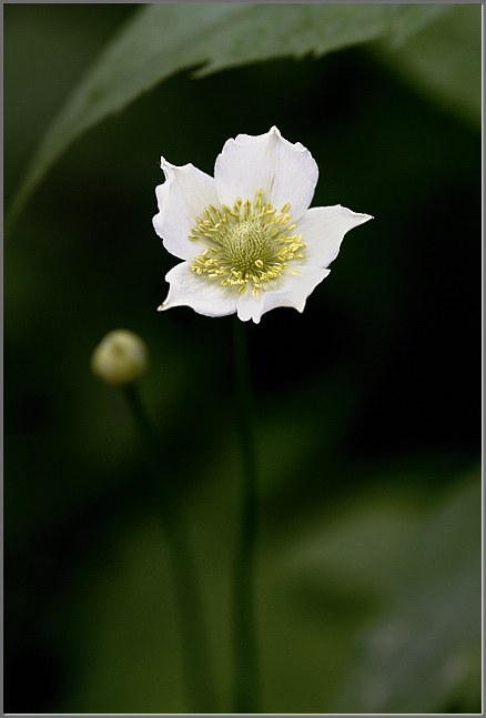 Thimbleweed