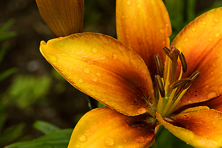 Asiatic Lily 2