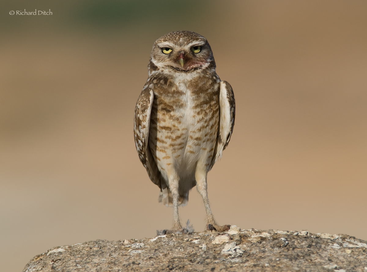 Burrowing Owl