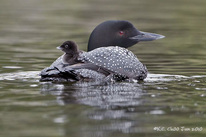 Common Loon