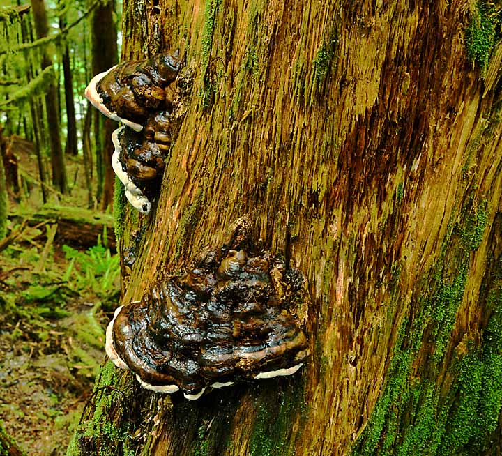 Fungus Amongus