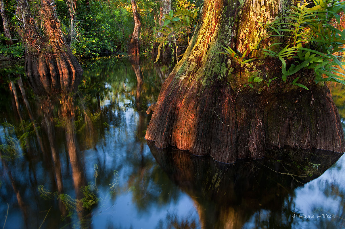 Big Cypress