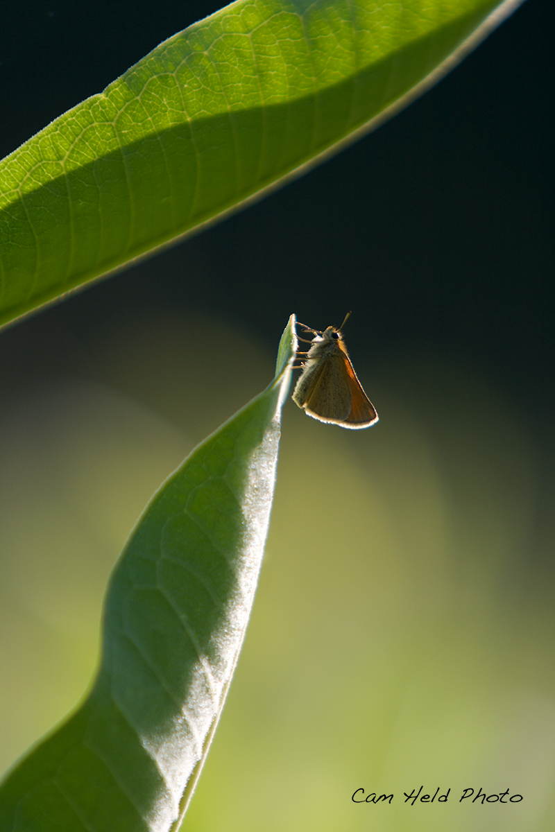 Backlit Skipper
