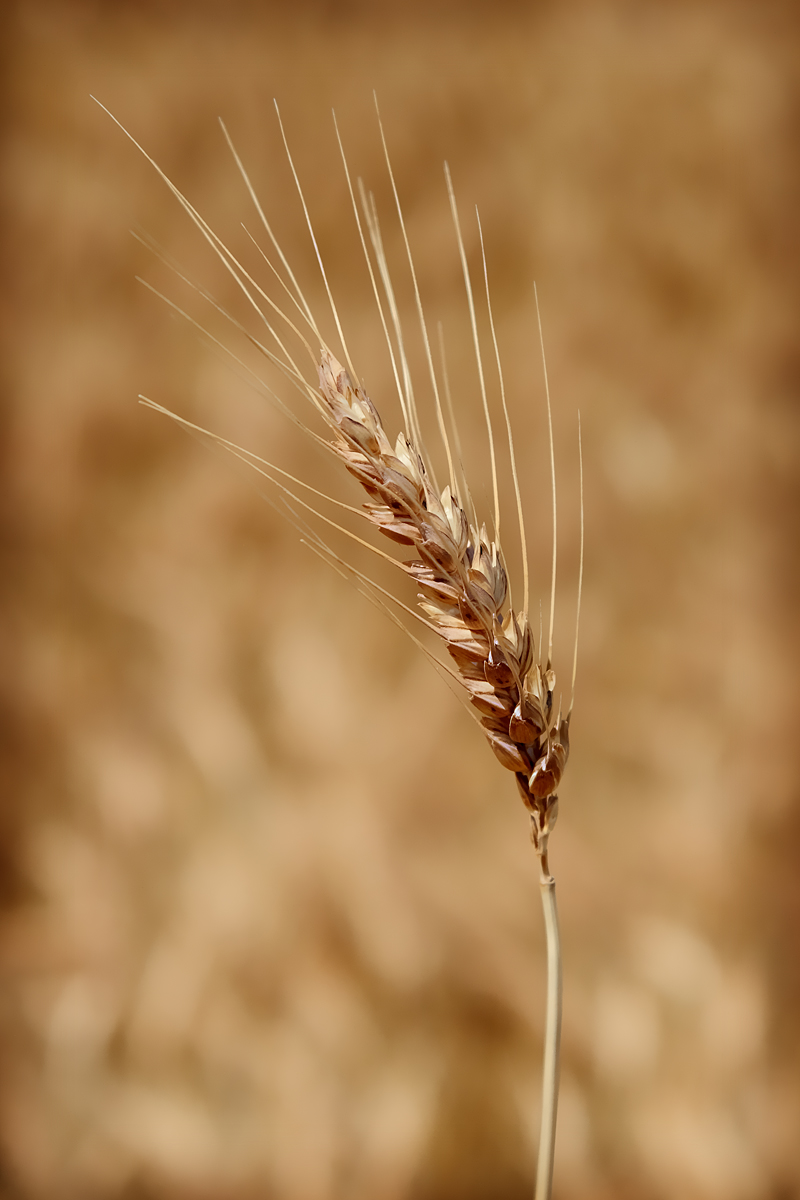 Wheat stalk