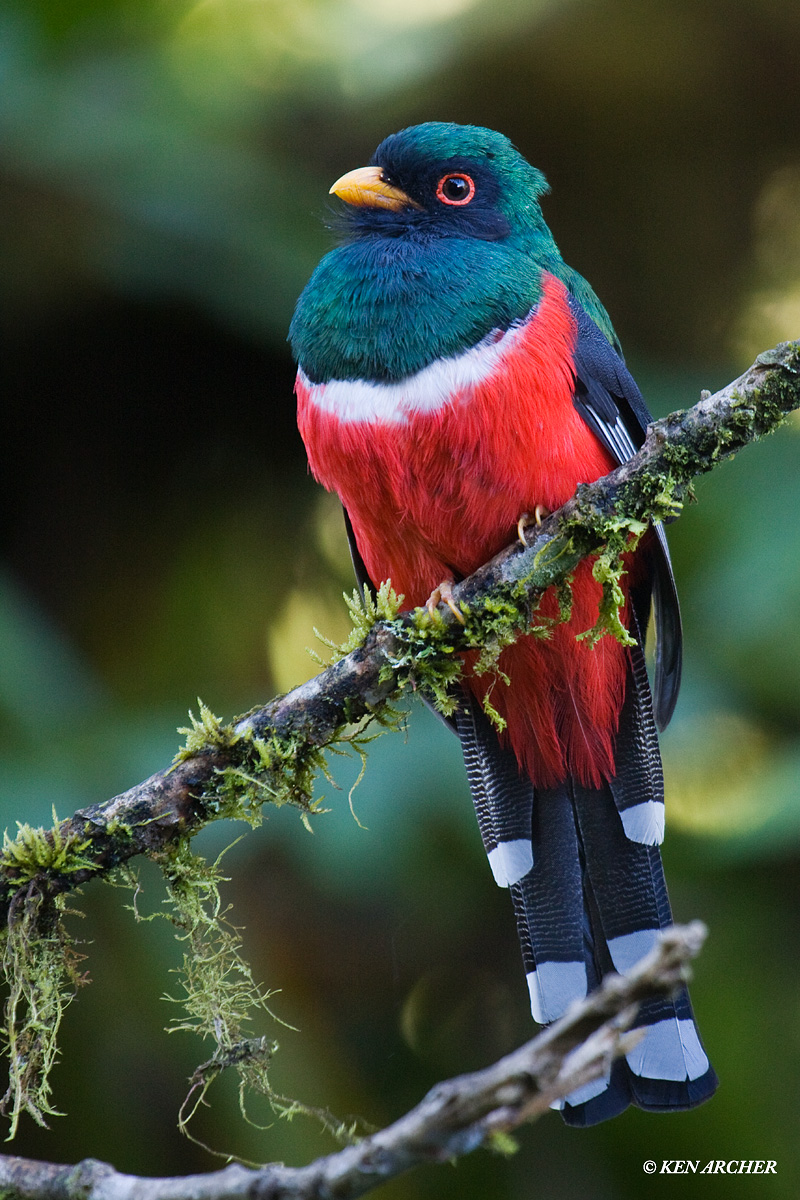 Masked Trogon