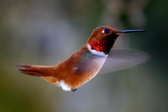 My First Hummingbird