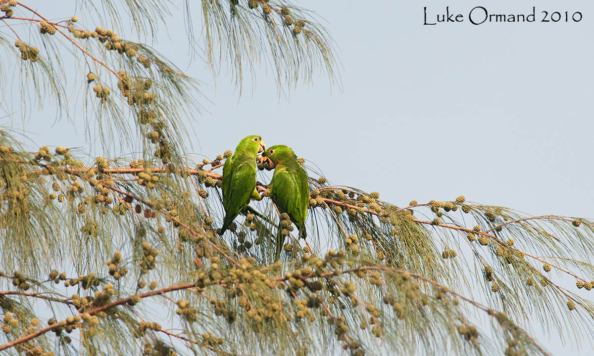 Morning Parkeets