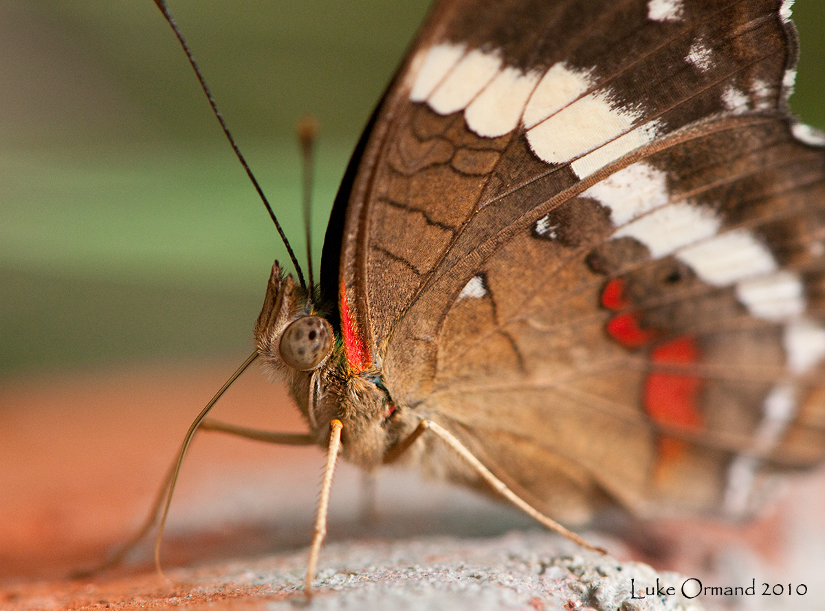 roadside butterfly