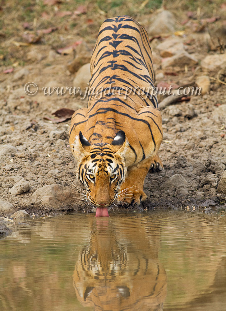 Tiger at the jungle pond