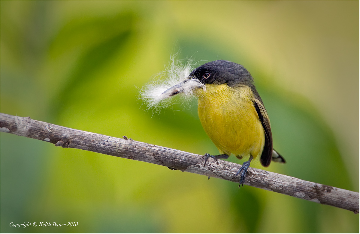 Tody Flycatcher