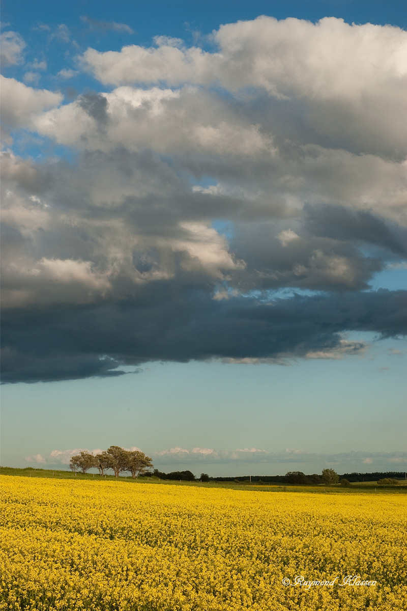 Golden Fields