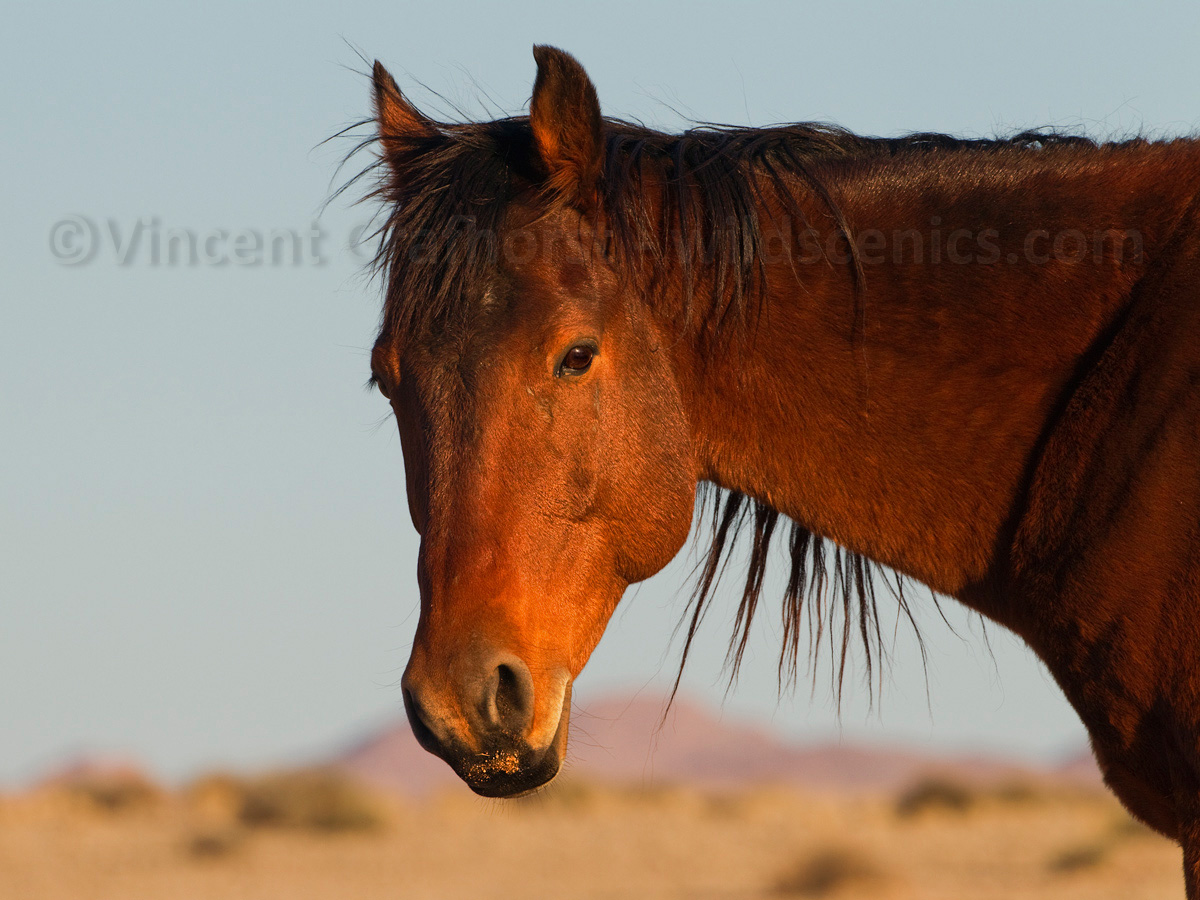 Desert horse