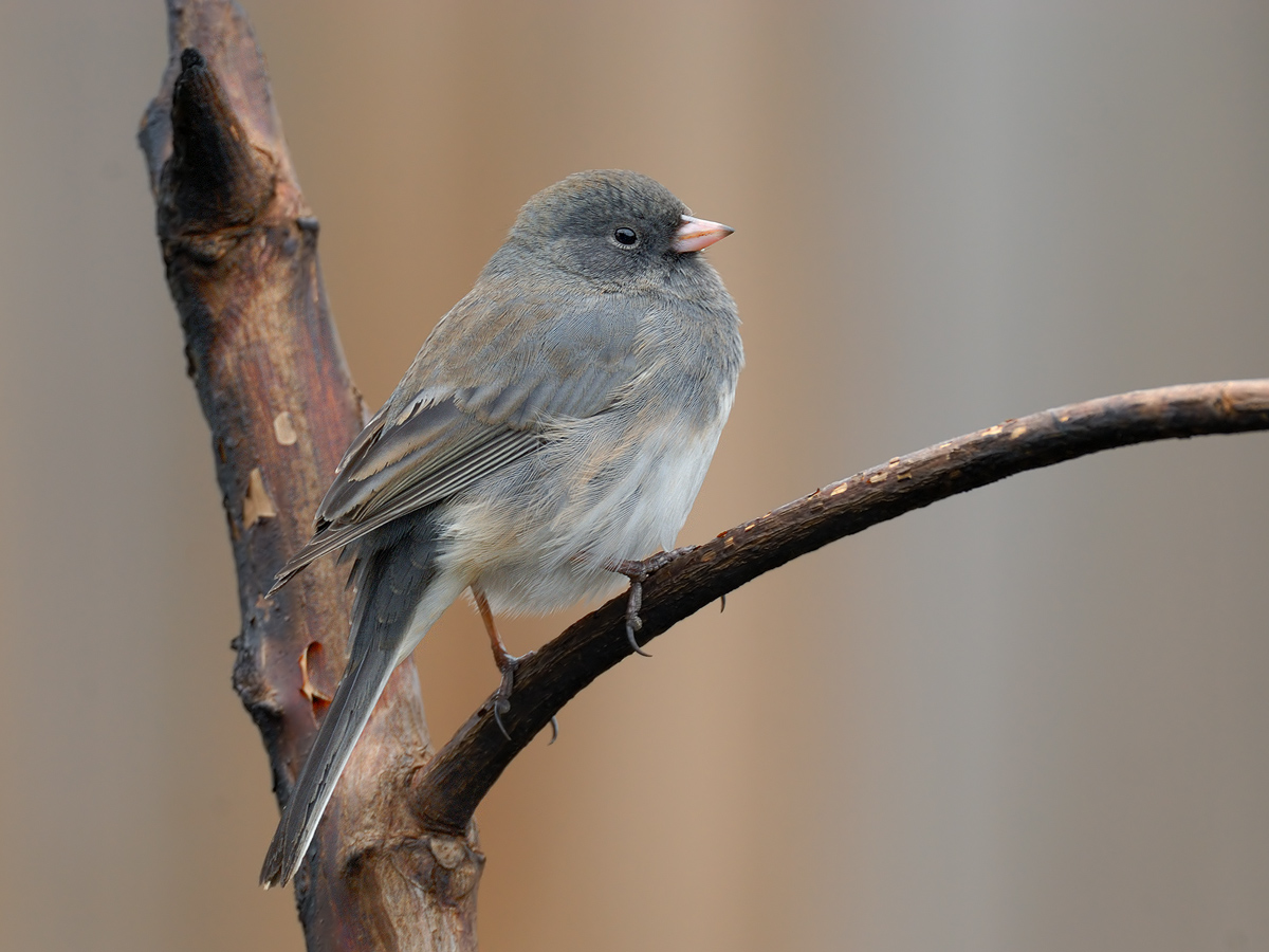 Dark-eyed Junco