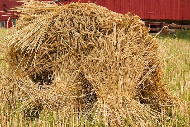 Wheat Shocks