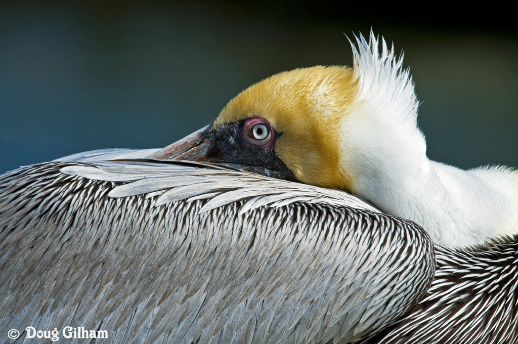 Brown Pelican
