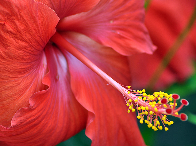 Hibiscus