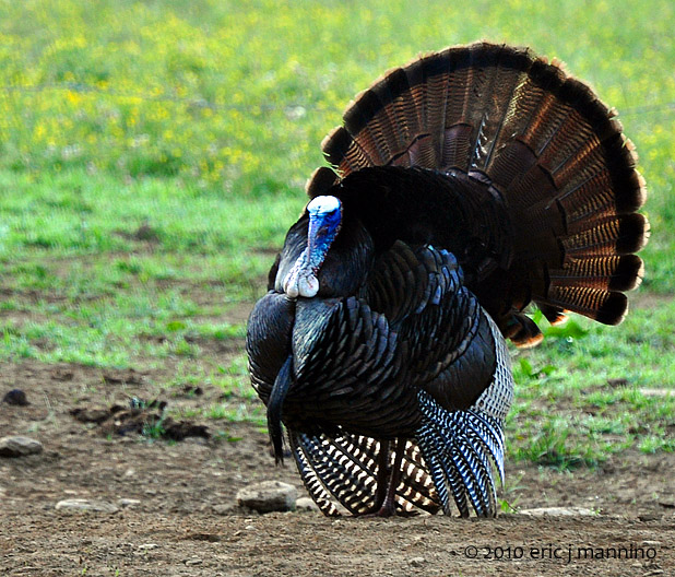 Solo Turkey Strut