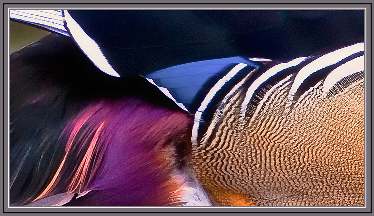 Woody Abstract