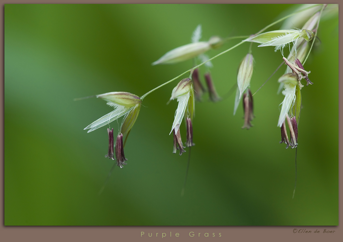 Purple Grass...