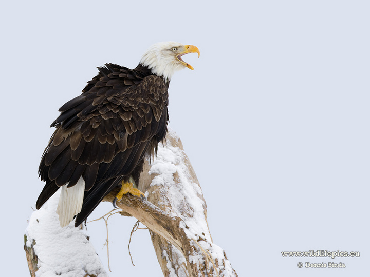 Bald Eagle