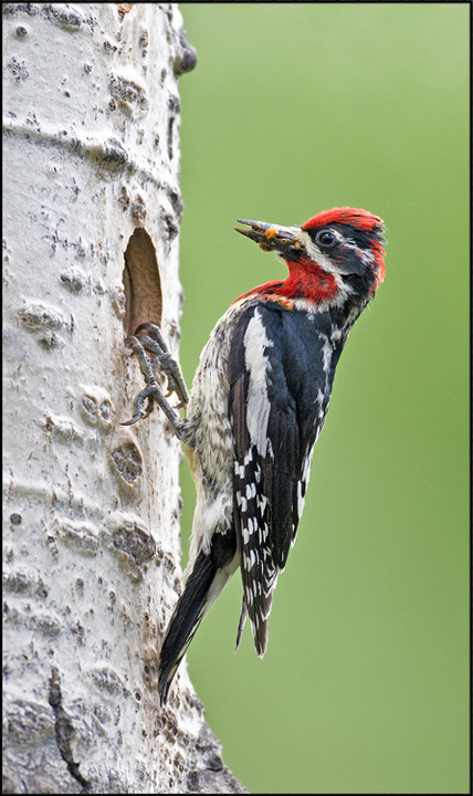 Sapsucker